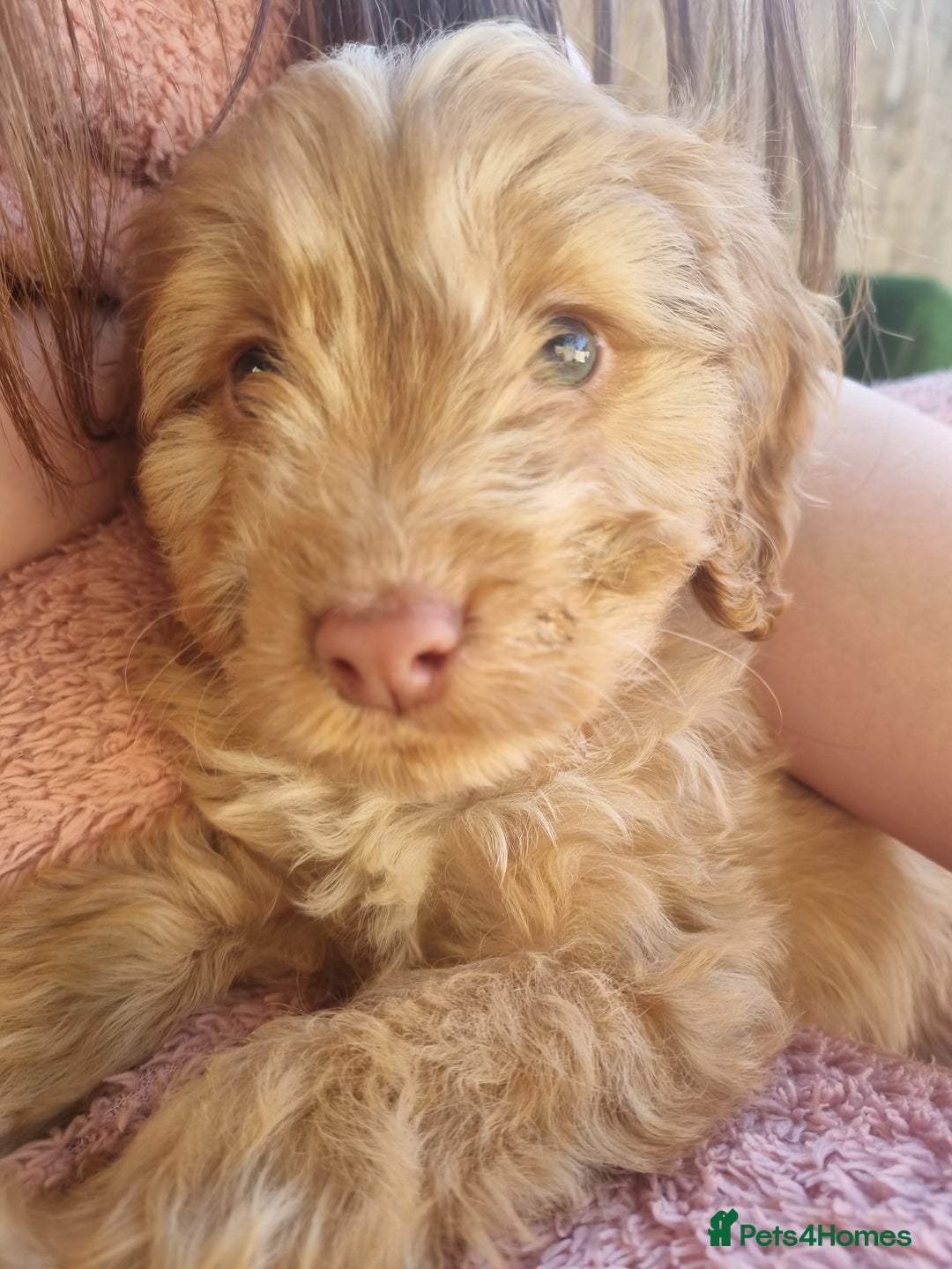 Cocker Spaniel dogs for sale: Stunning litter of cocker spaniels  - Image 11