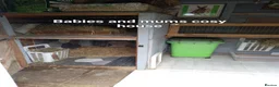 Continental Giant rabbits for sale: Continentals ready now - Advert 25
