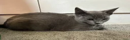 Russian Blue cats for sale: Russian Blue Kittens  - Advert 27