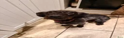 Mixed Breed dogs for sale: Misty (Moo Moo) in Blyth - Advert 1