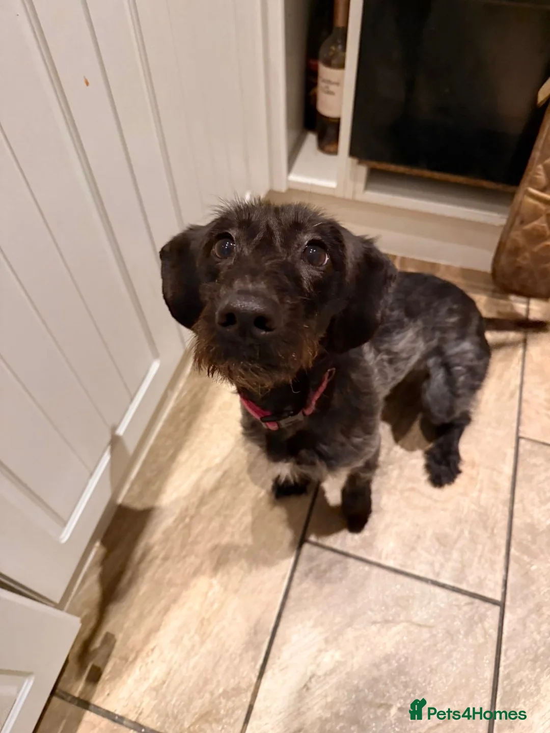 Mixed Breed dogs for sale: Misty (Moo Moo) in Blyth - Advert 1