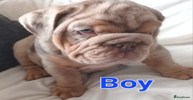 English Bulldog dogs - Advert 7