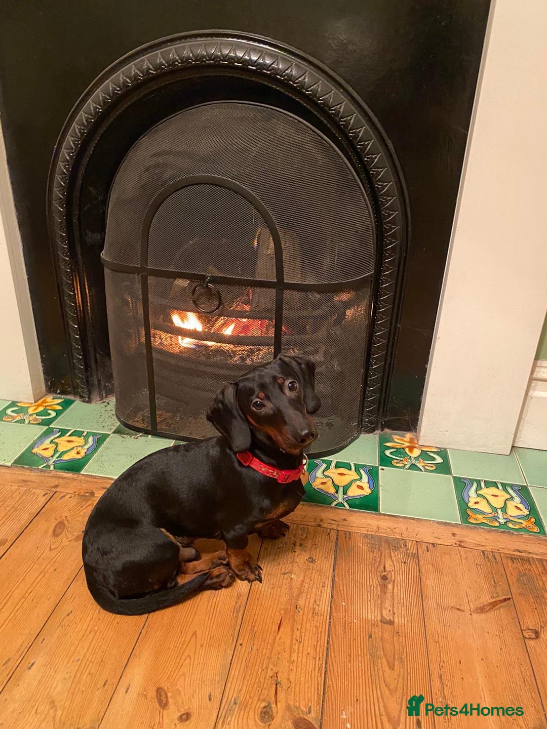 Miniature Dachshund dogs for sale: Miniature Dachshund  - Advert 3