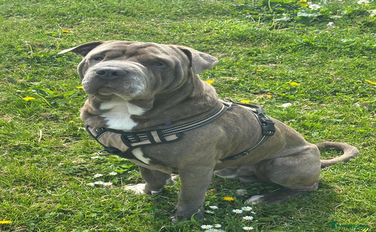 Shar Pei dogs - Advert 1