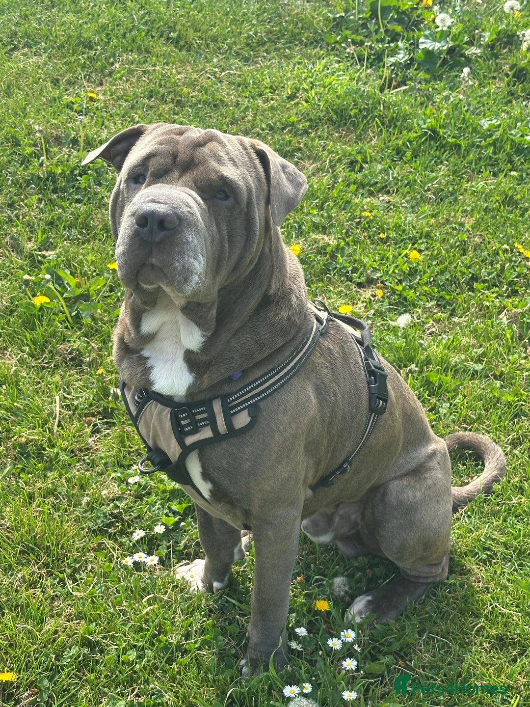 Shar Pei dogs for stud: Big Ted For Stud - Image 4