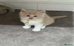 Ragdoll cats for sale: Persian x Ragdoll kittens - Image 21
