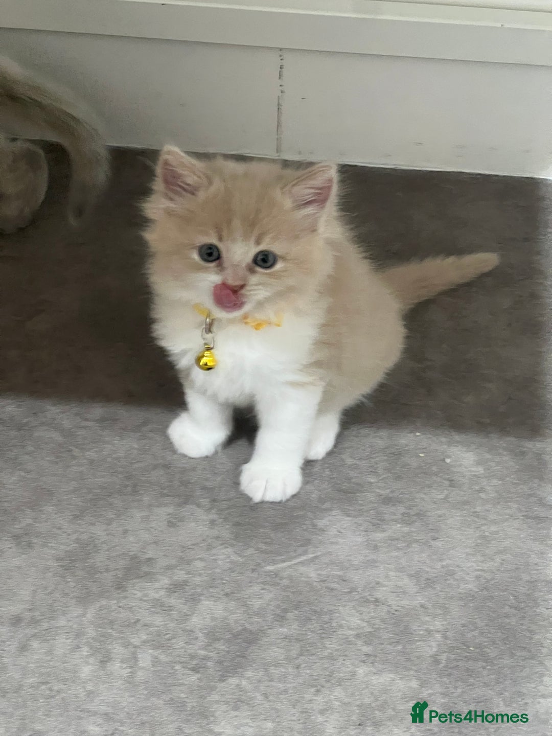 Ragdoll cats for sale: Persian x Ragdoll kittens - Image 21