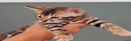 Bengal cats for sale: luxurious bengals - Advert 22