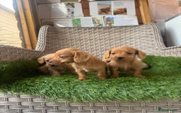 Mixed Breed dogs for sale: Stunning daxiepoos - Advert 8