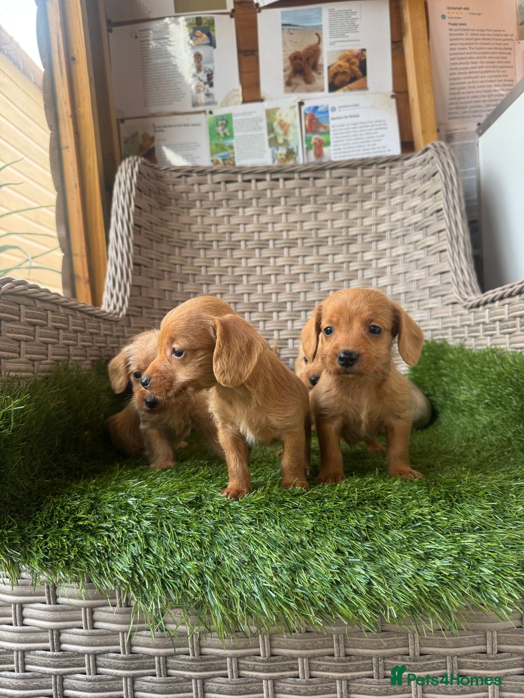 Mixed Breed dogs for sale: Stunning daxiepoos - Advert 8
