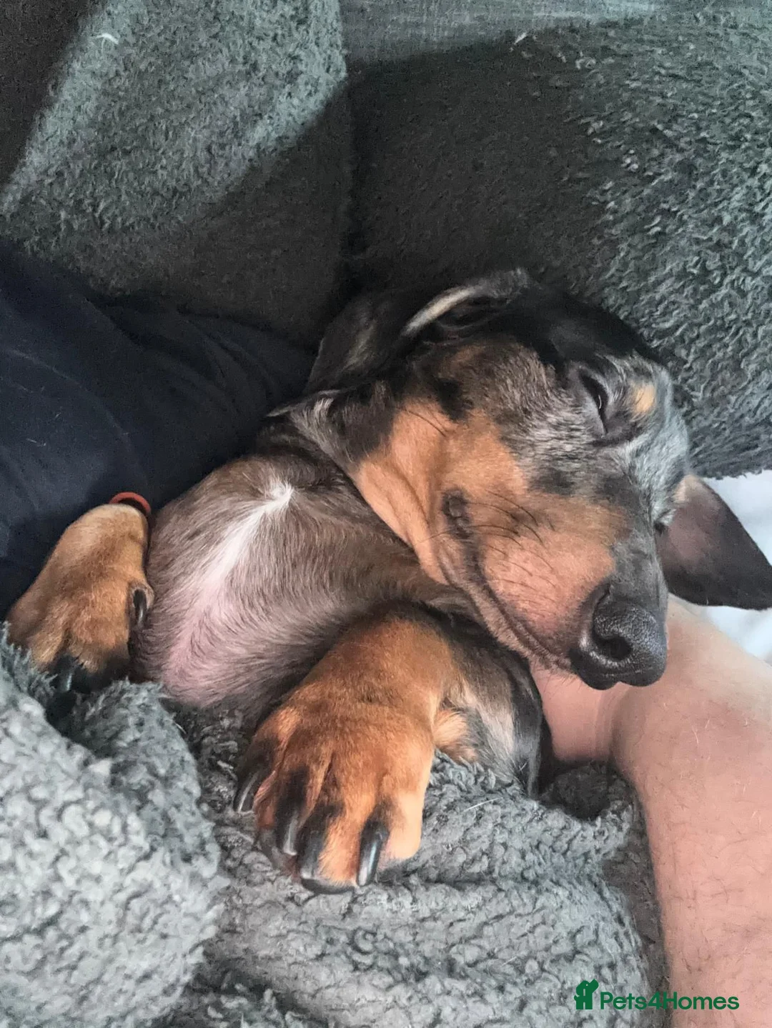 Dachshund dogs for stud: ZEBEDEE  - Advert 2