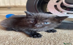 Maine Coon cats for sale: Maine coon x  - Image 7