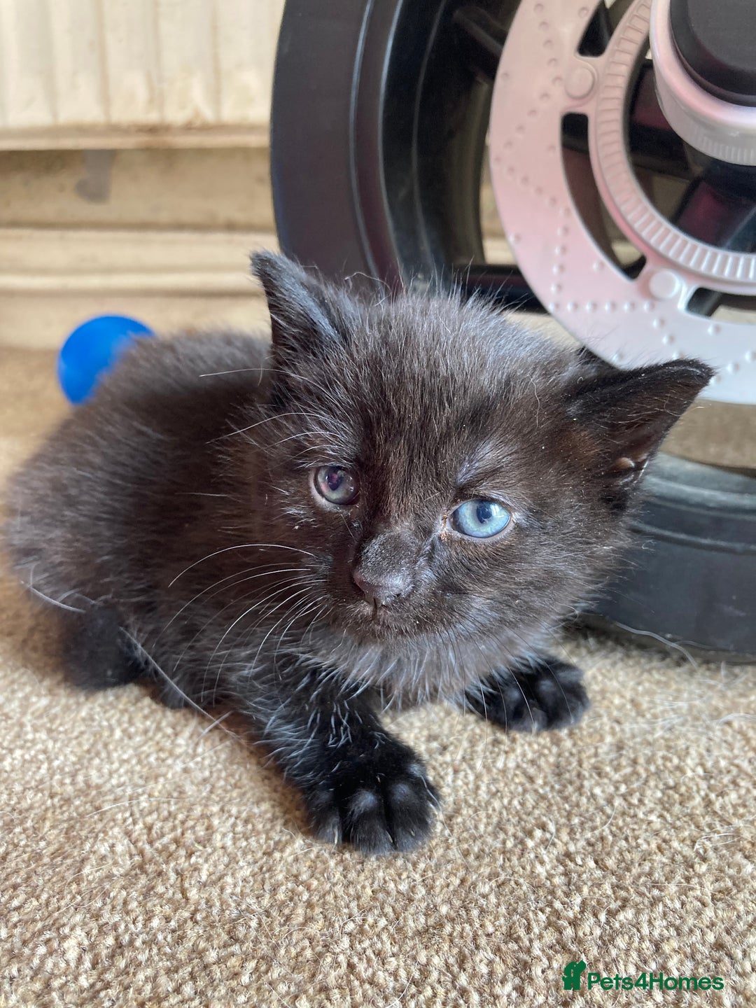 Maine Coon cats for sale: Maine coon x  - Image 7