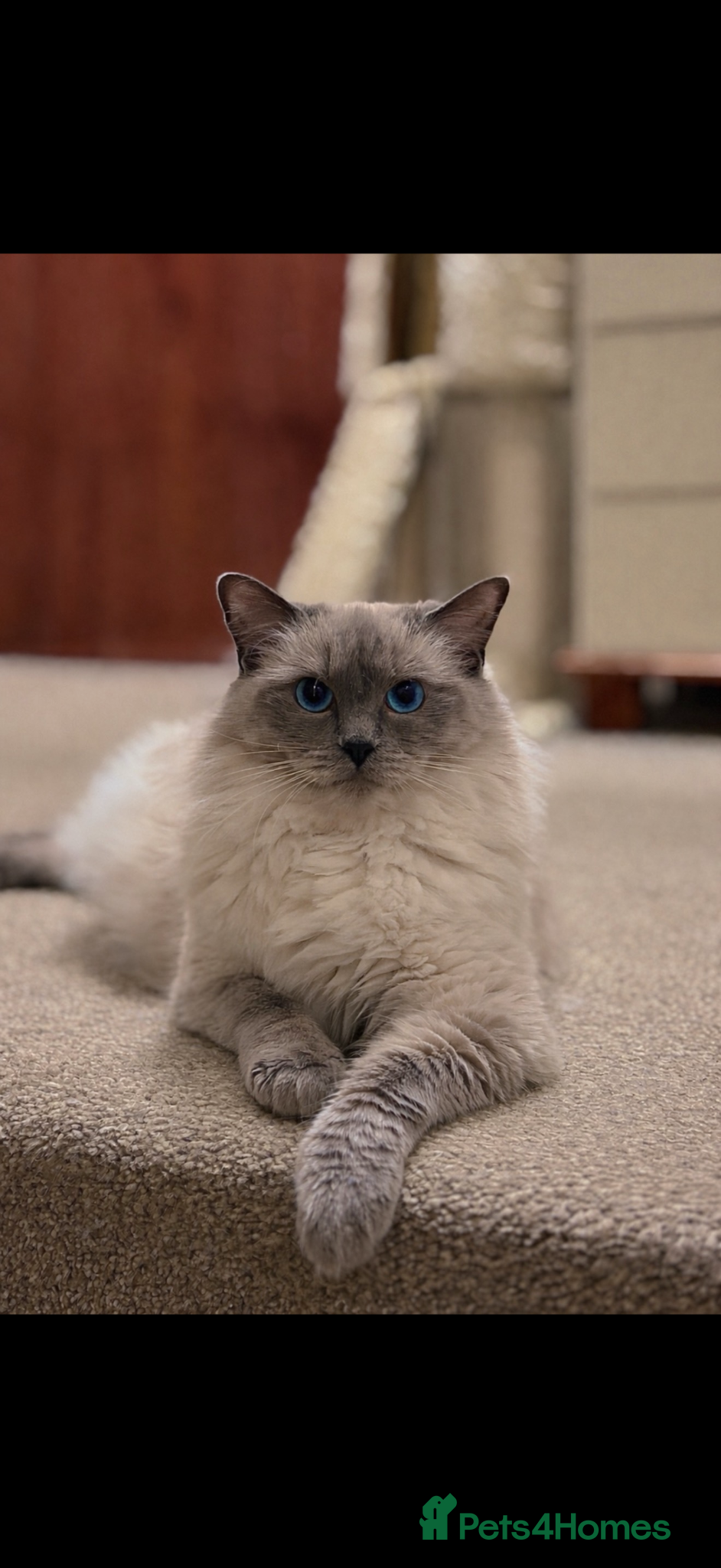 Ragdoll cats Exceptional Quality Ragdoll Kittens  - Advert 1