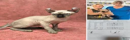 Sphynx cats for stud: Elf sphynx  - Advert 5