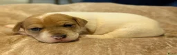 Jack Russell dogs for sale: 5 beautiful Jack Russell puppies for sale - Advert 7