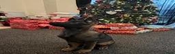 German Shepherd dogs for sale: german shepherd pup - Advert 3