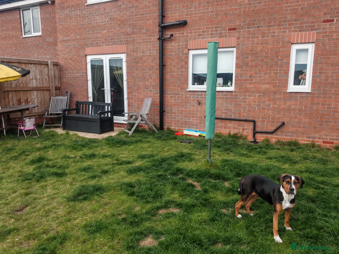 Mixed Breed dogs for sale: Beautiful Staffy/Rottweiler/Mastiff mix puppy in Sutton-in-Ashfield - Advert 2