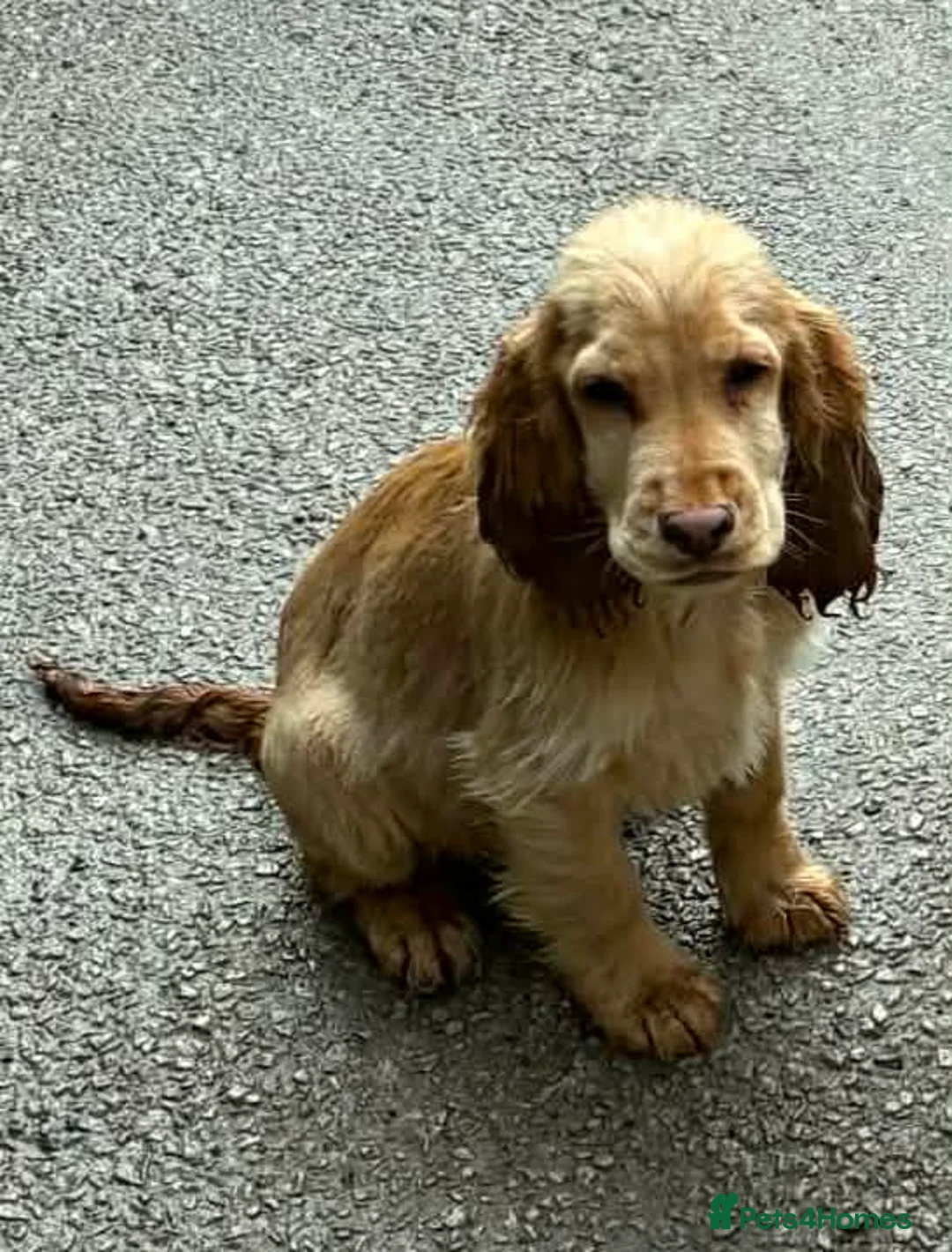 Cocker Spaniel dogs for sale: Cocker spaniel boy  - Advert 2