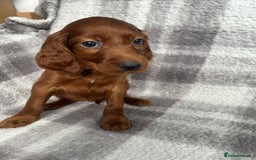 Irish Setter dogs for sale: Out standing litter of kc reg Irish setters - Image 7
