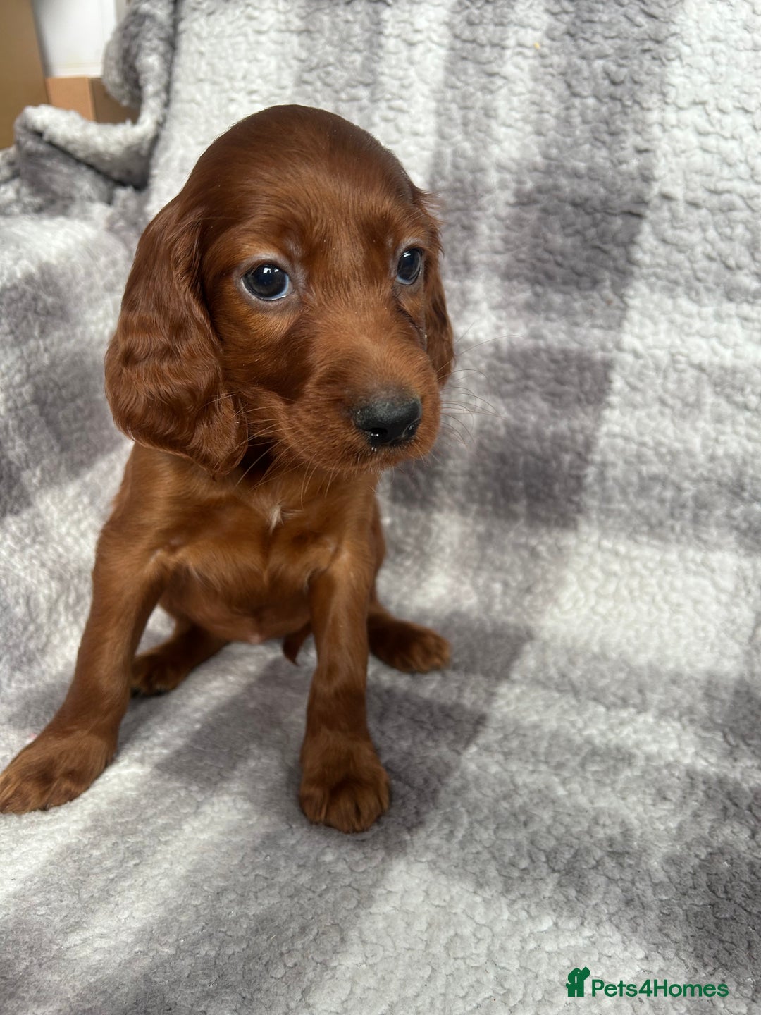 Irish Setter dogs for sale: Out standing litter of kc reg Irish setters - Image 7