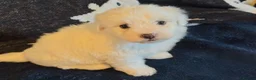 Maltese dogs for sale: Gorgeous Maltese puppies last boy and girl  - Advert 3