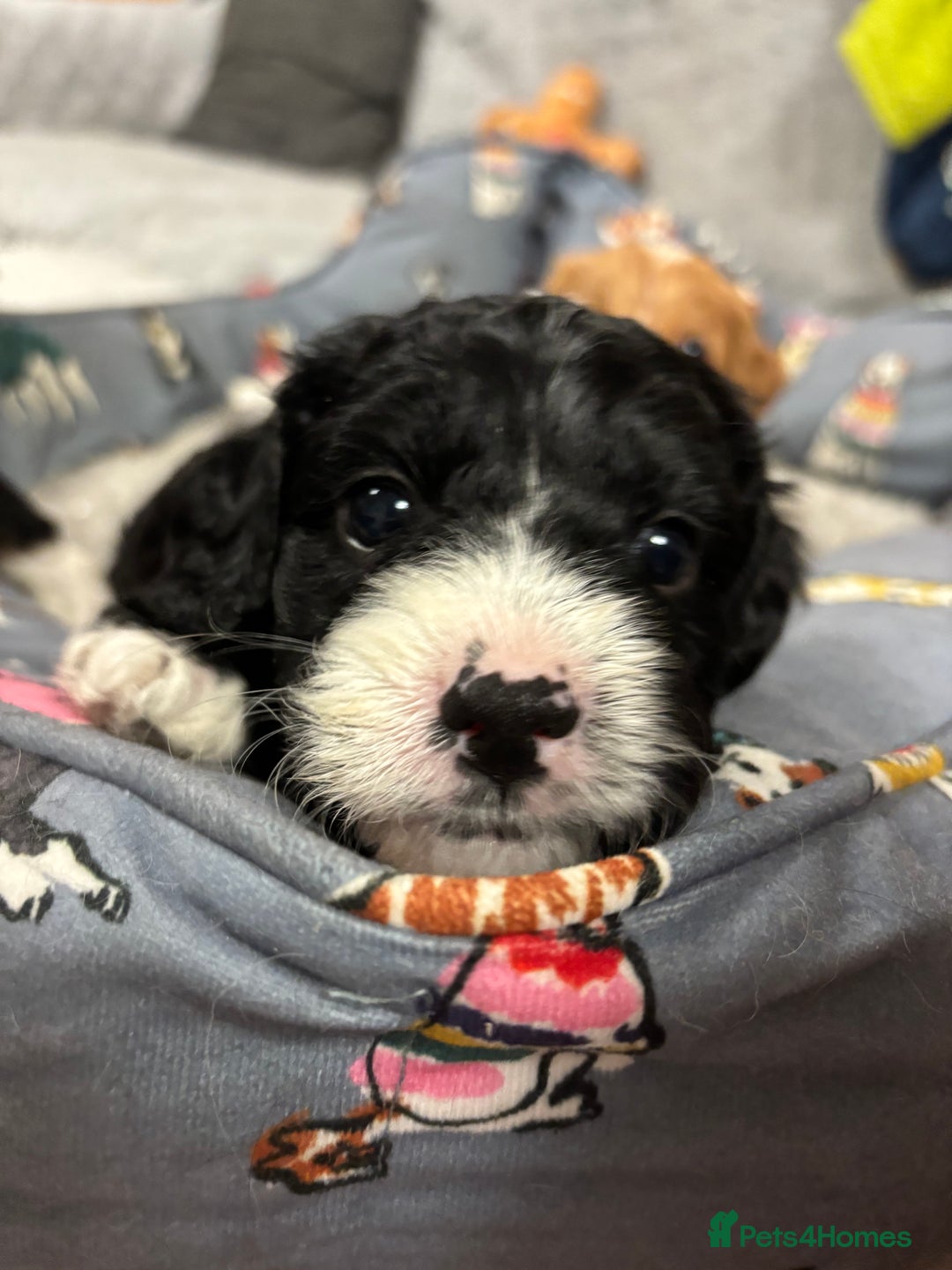 Cavapoo dogs for sale: Gorgeous male cavapoo puppies  - Image 14