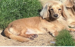 Miniature Dachshund dogs for sale: Gorgeous LH mini Dachshunds KC Reg ⭐️⭐️⭐️⭐️⭐️ - Image 6