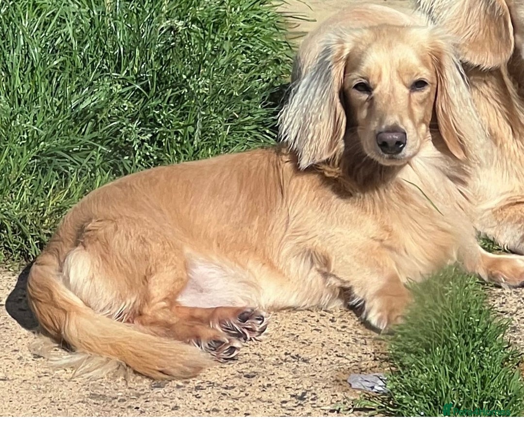 Miniature Dachshund dogs for sale: Gorgeous LH mini Dachshunds KC Reg ⭐️⭐️⭐️⭐️⭐️ - Image 6