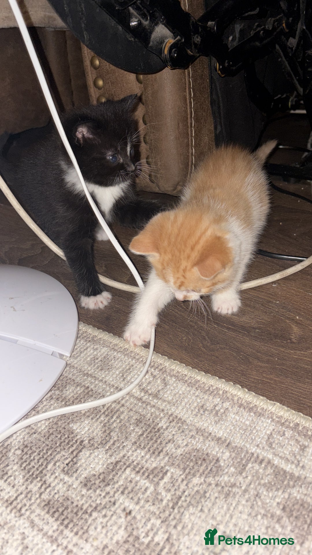 British Shorthair cats for sale: Beautiful kittens 3 girls 1 boy  - Advert 2