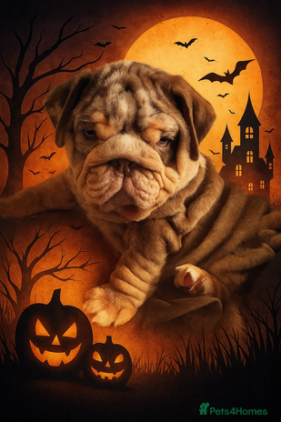 English Bulldog dogs - Advert 2