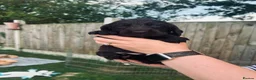 Cocker Spaniel dogs for sale: Stunning Cocker Spaniel puppies  - Advert 8
