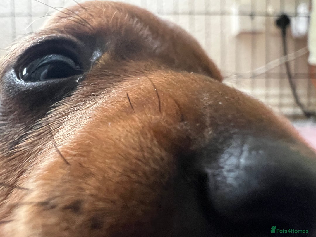 Dachshund dogs for sale: Miniature Dachshund Puppies  - Image 22