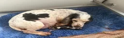 Cockalier dogs for sale: 1 male Cockalier puppy  - Advert 5