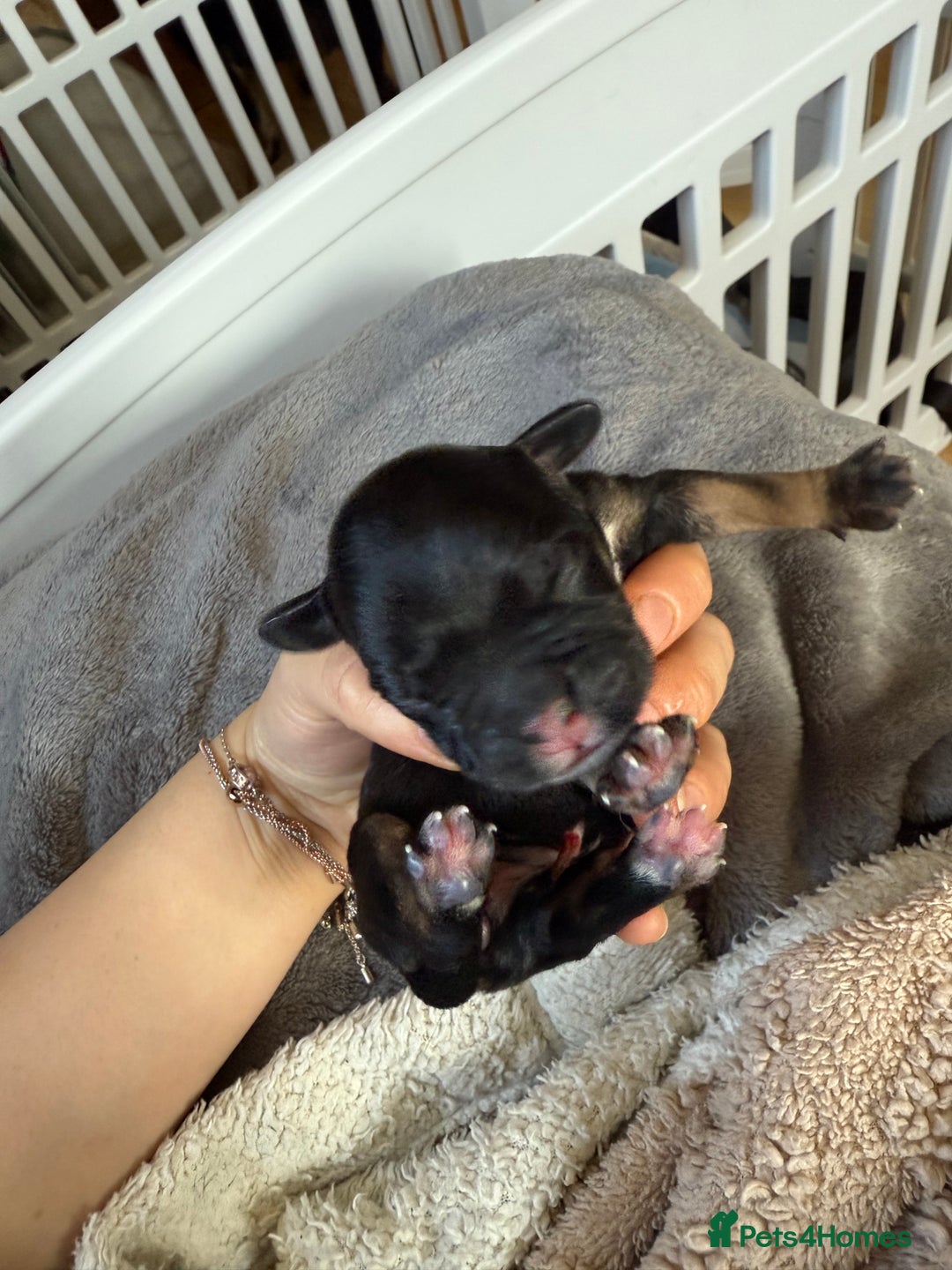 Mixed Breed dogs for sale: french bull dog x cairn terrior puppies - Image 2
