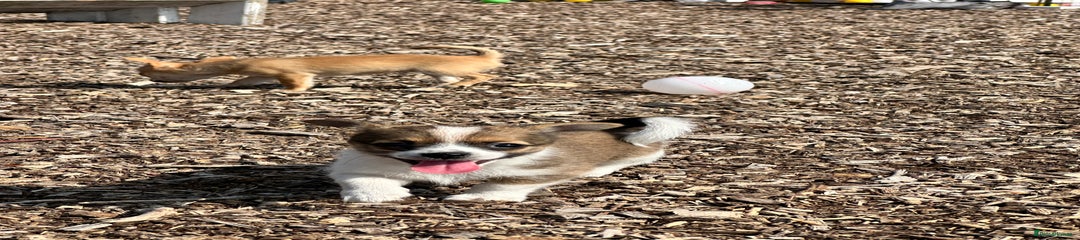 Chihuahua Puppy 3