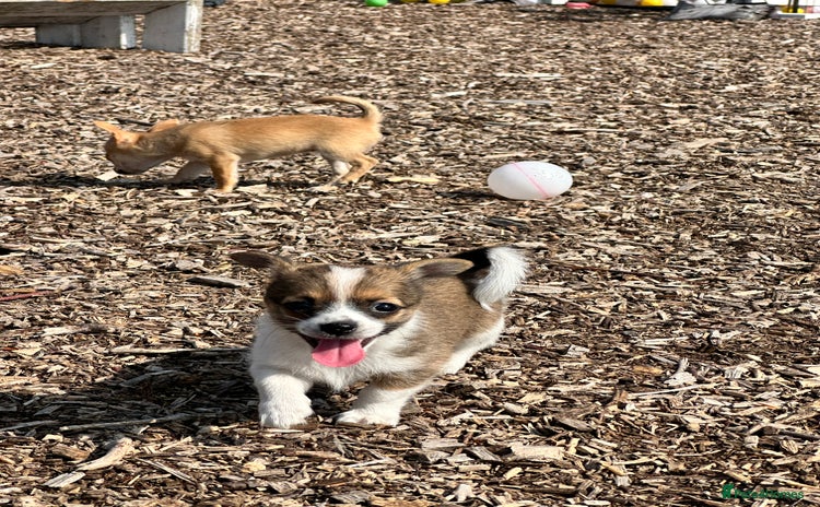 Chihuahua dogs - Advert 8