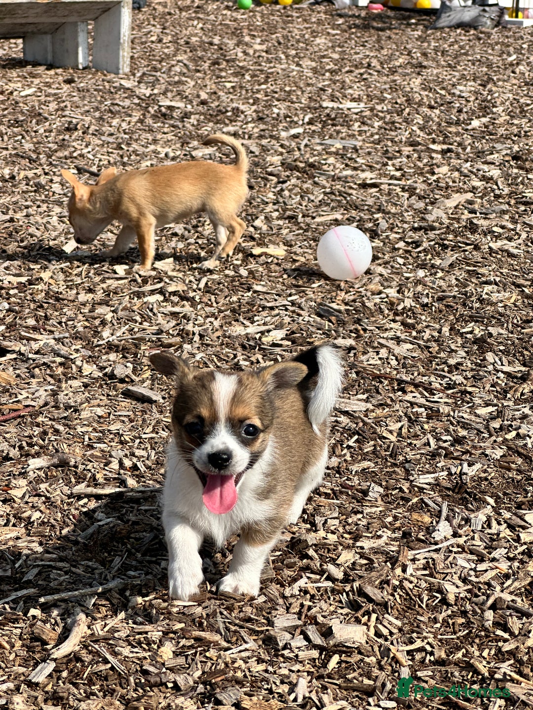 Chihuahua dogs for sale: Chihuahua X puppies  - Image 1