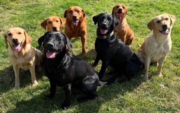 Labrador Retriever dogs for sale: Superb working lab pups parents health tested  - Image 4
