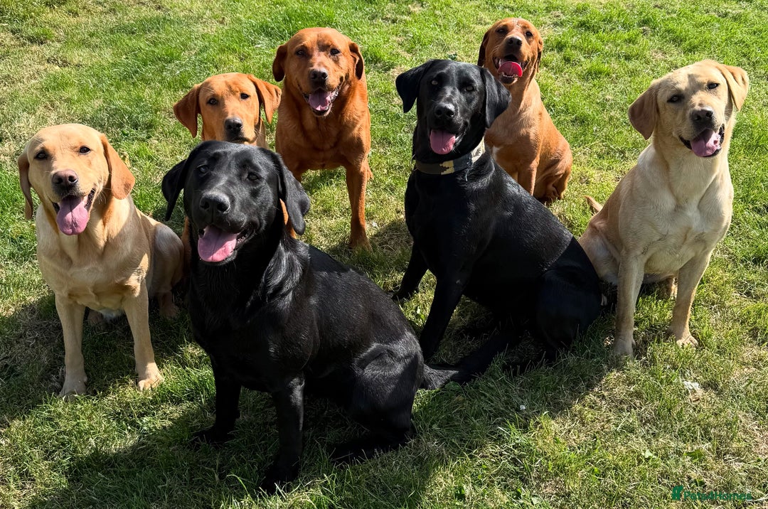 Labrador Retriever dogs for sale: Superb working lab pups parents health tested  - Image 4