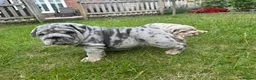 English Bulldog dogs for sale: 007 puppies available now! 🔥 - Advert 5
