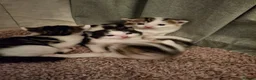 Mixed Breed cats for sale: 2 male kittens 1 female kitten - Advert 12