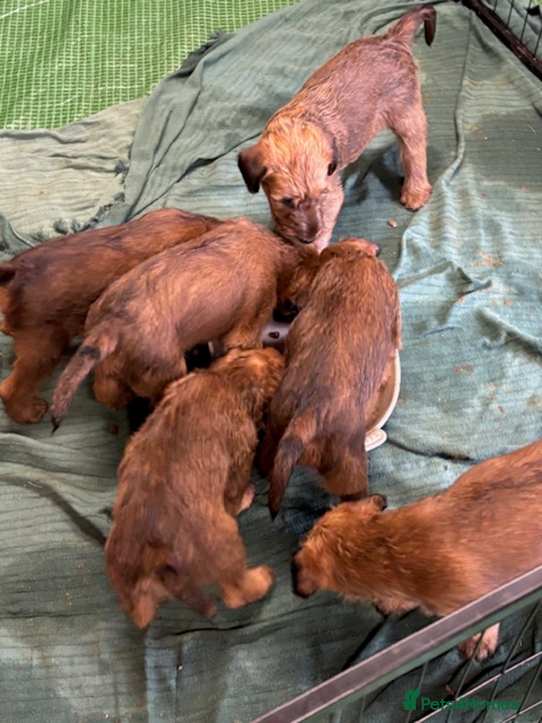 Irish Terrier dogs for sale: Irish Terrier Puppies - Image 6