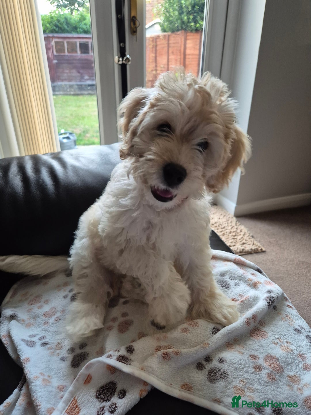 Cockapoo dogs for sale: Stunning Champagne Cockapoo Boy - Image 1