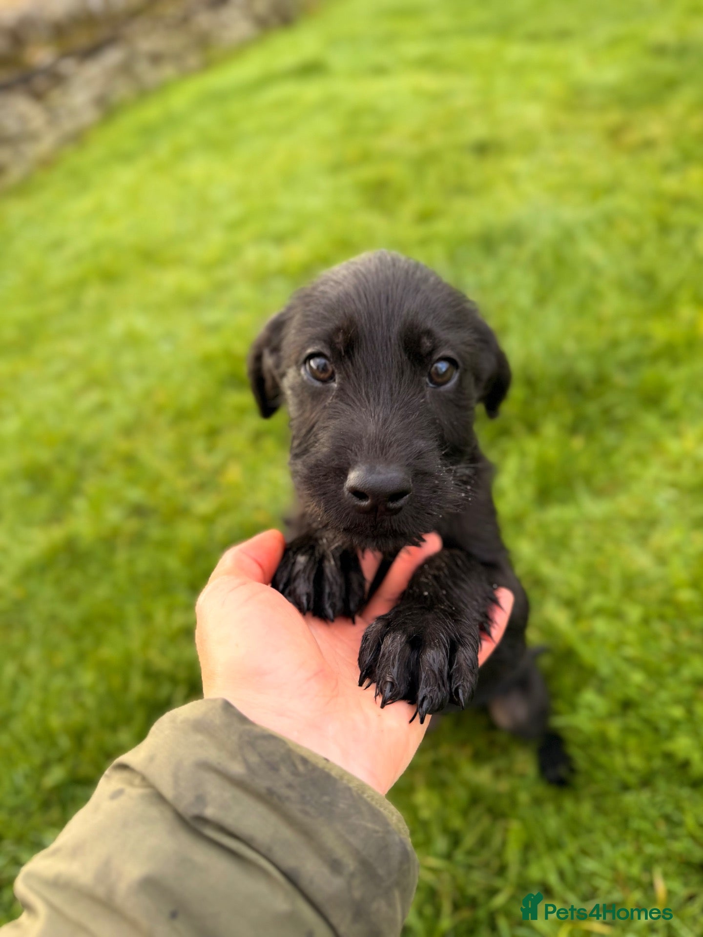 Great Danoodle dogs for sale: One boy available Extremely rare greatdoodles   - Advert 6