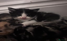 Mixed Breed cats for sale: 5 beautiful kittens for sale  - Image 5