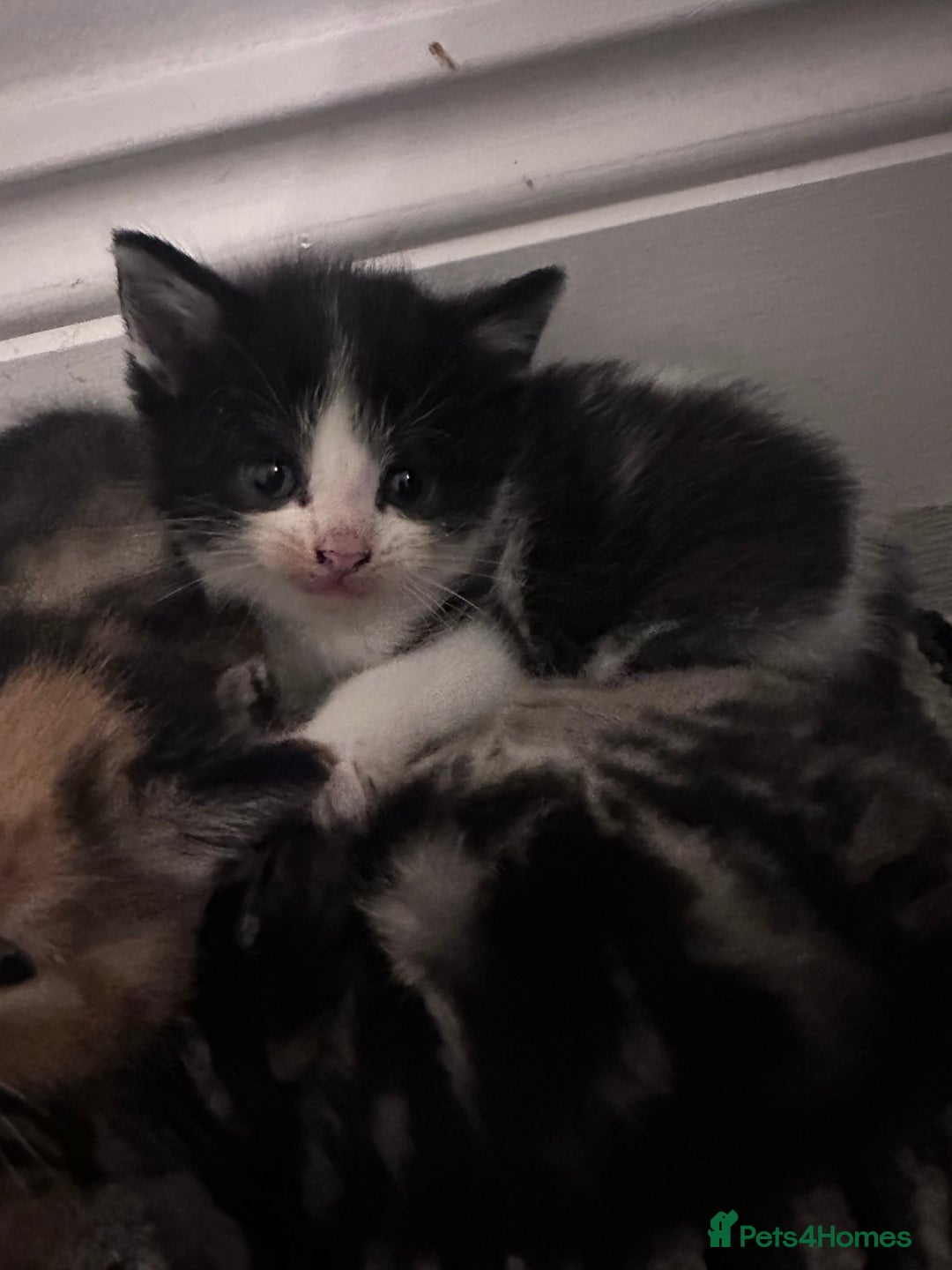Mixed Breed cats for sale: 5 beautiful kittens for sale  - Image 5