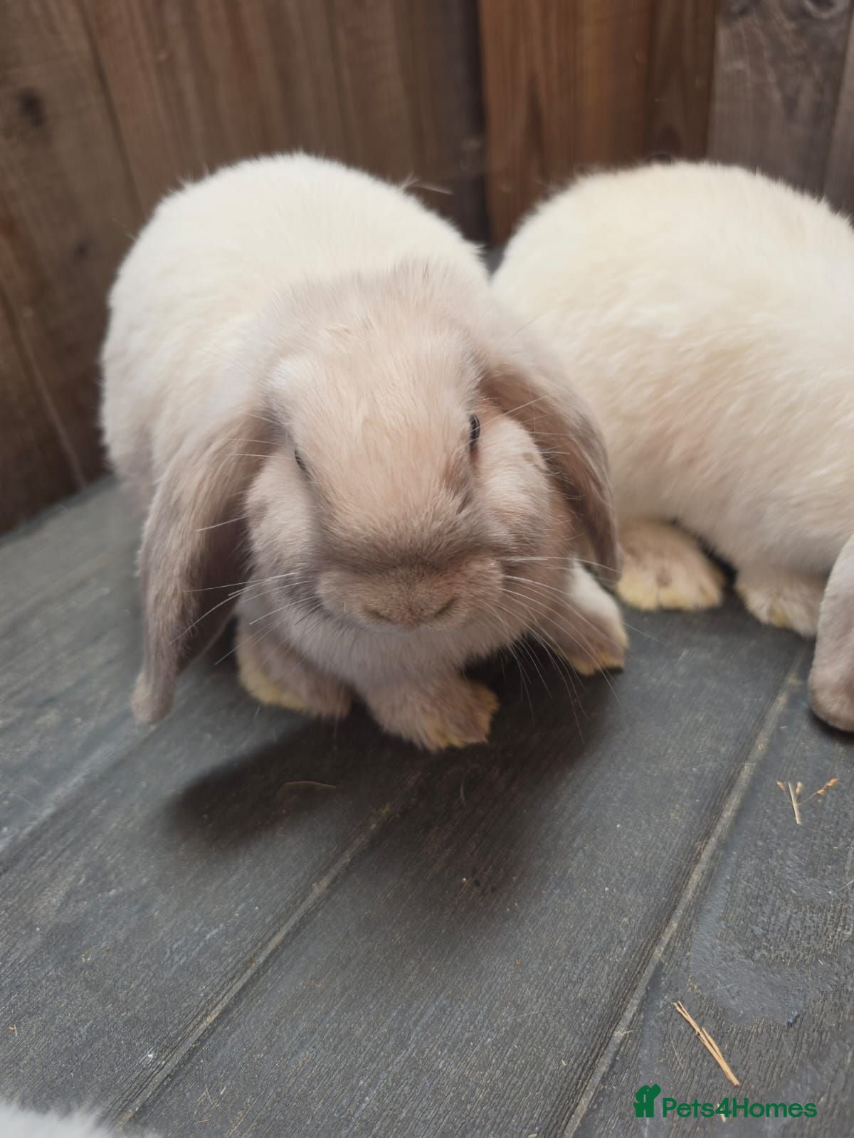 Mini Lop rabbits Mini Lops - Advert 2