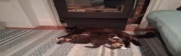 Mixed Breed cats for sale: BLACK OR TORTOISHELL KITTENS - Advert 2