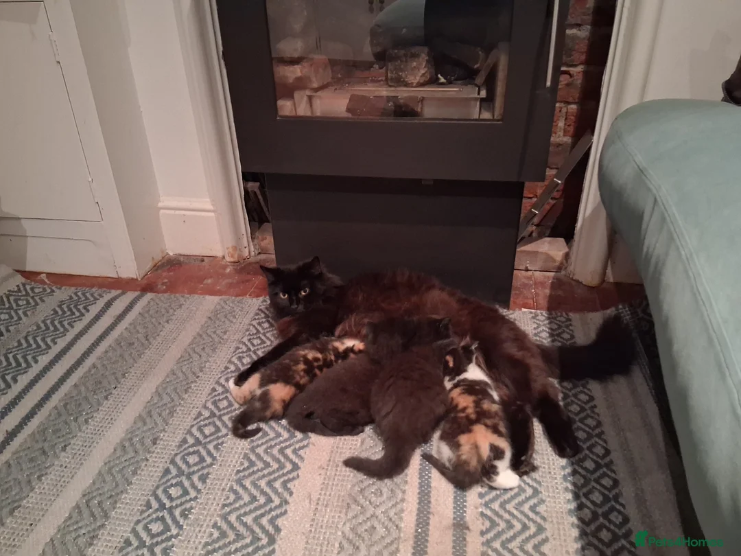 Mixed Breed cats for sale: BLACK OR TORTOISHELL KITTENS - Advert 2